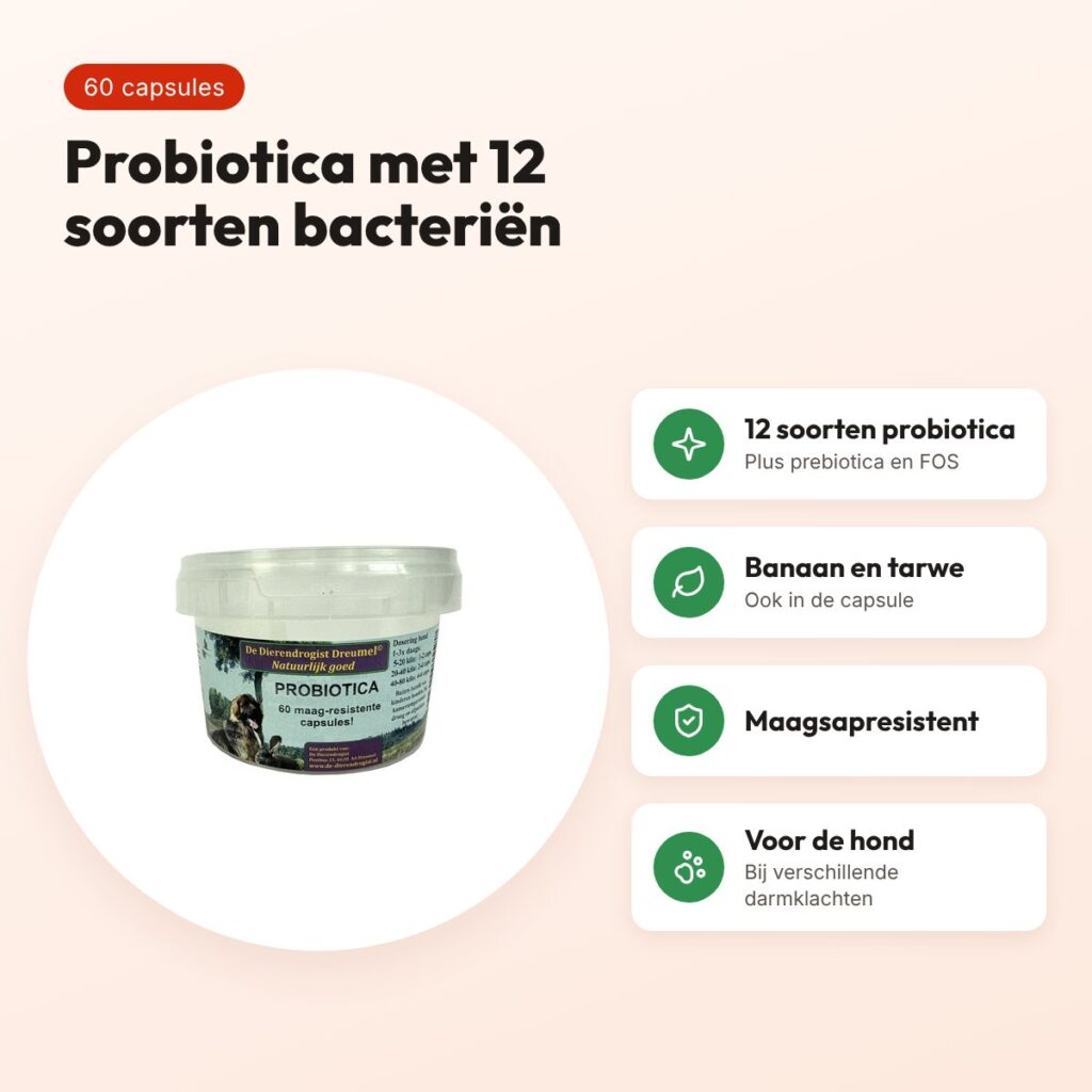 Dierendrogist probiotica capsules 60 stuks – maagsapresistent, hond – voordelen