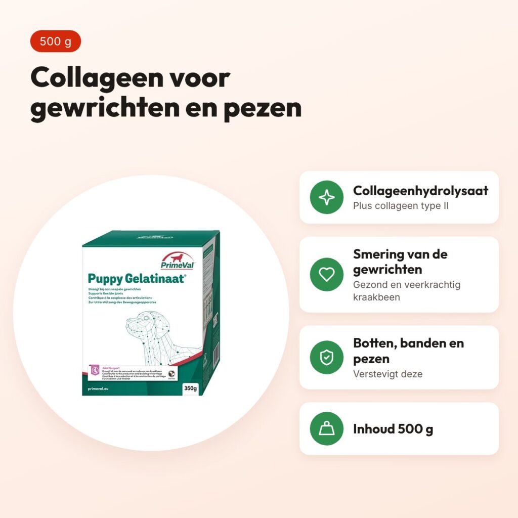 PrimeVal gelatinaat hond 500 g – collageenhydrolysaat en collageen type II – voordelen